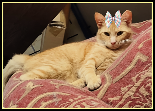 picture of the cat needing adoption