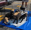 adoptable Dog in  named Adorable black & yellow lab male and female pups