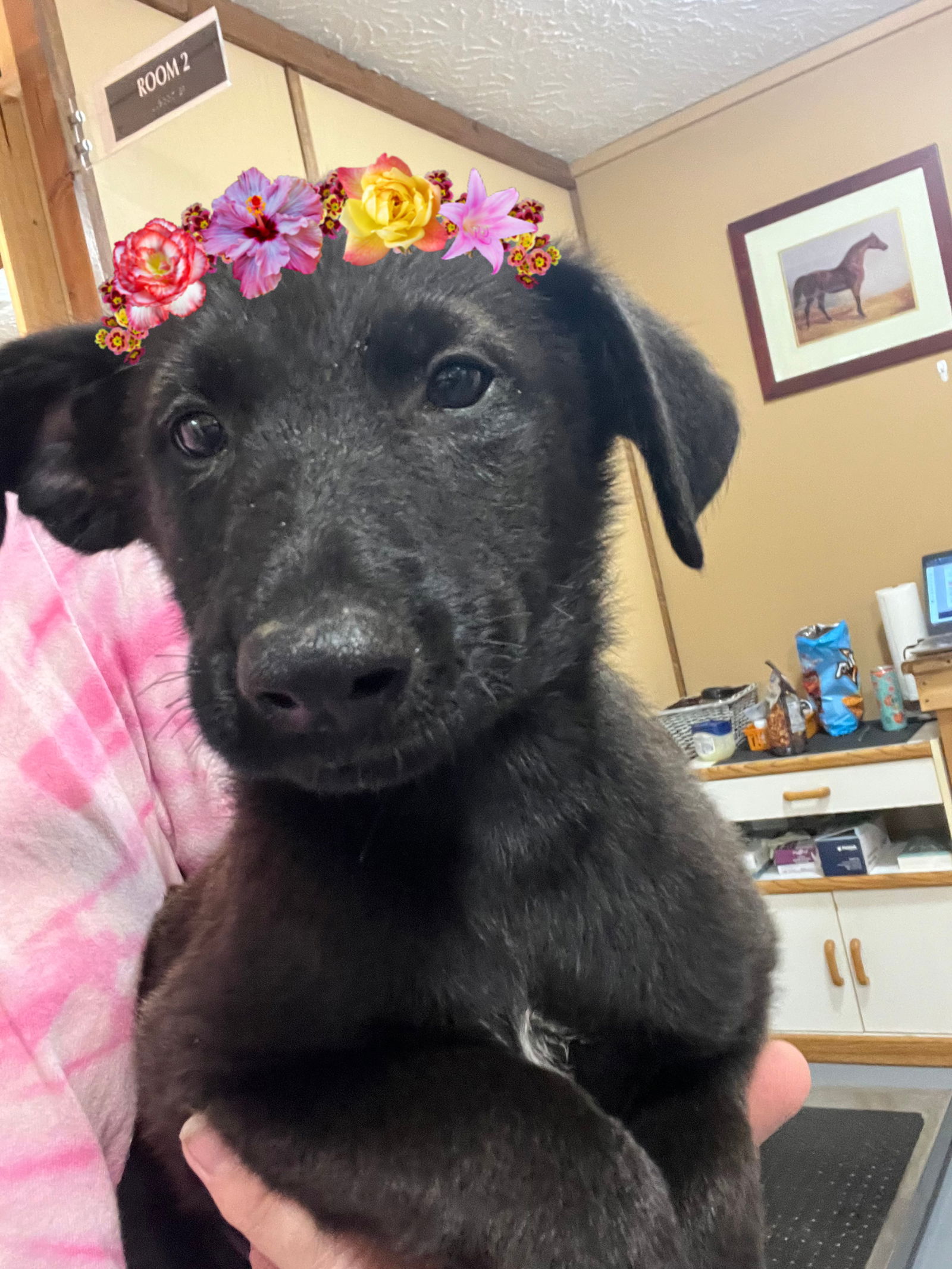 adoptable Dog in Mount Laurel, NJ named Cute black lab  pups female