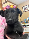 adoptable Dog in  named Cute black lab  pups female