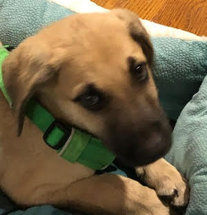 adoptable Dog in Mount Laurel, NJ named Buff golden lab male mix pups