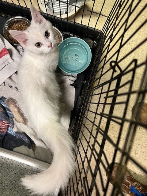 adoptable Cat in Mount Laurel, NJ named Ragdoll mix kitten