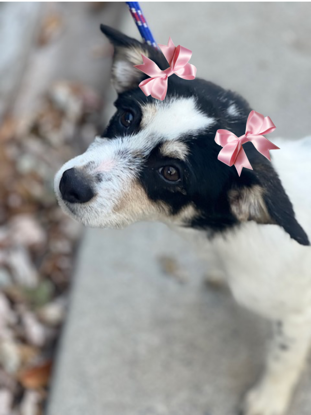 LIttle fox terrier mixes