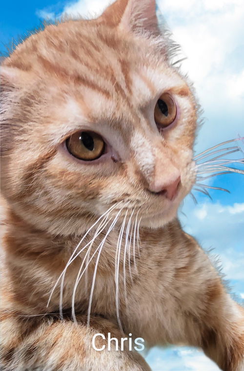 picture of the cat needing adoption