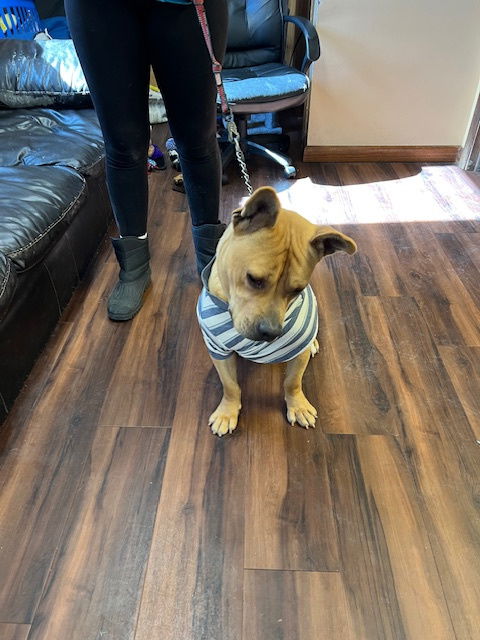 picture of the dog needing adoption