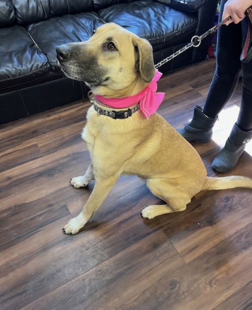 picture of the dog needing adoption