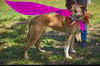 adoptable Dog in mount laurel, NJ named Brooke- the  Lab collie mx