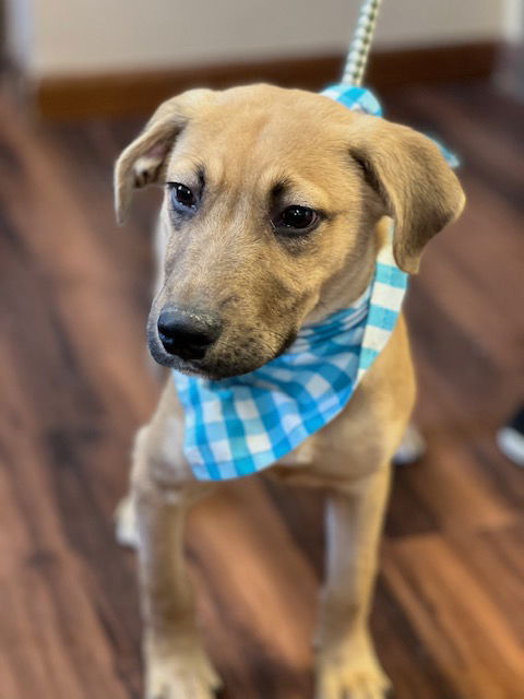 picture of the dog needing adoption