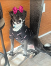 adoptable Dog in Mount Laurel, NJ named Clover -