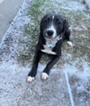 adoptable Dog in  named Clover -