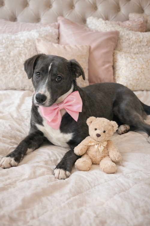 CLOVER - Border Collie / Labrador Retriever available for adoption
