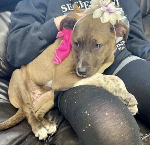picture of the dog needing adoption