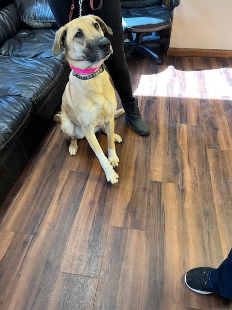 picture of the dog needing adoption