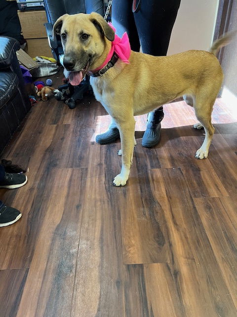 picture of the dog needing adoption