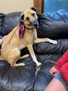 adoptable Dog in  named Retriever Collie mix