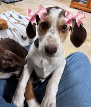 picture of the dog needing adoption