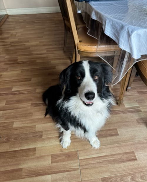 picture of the dog needing adoption