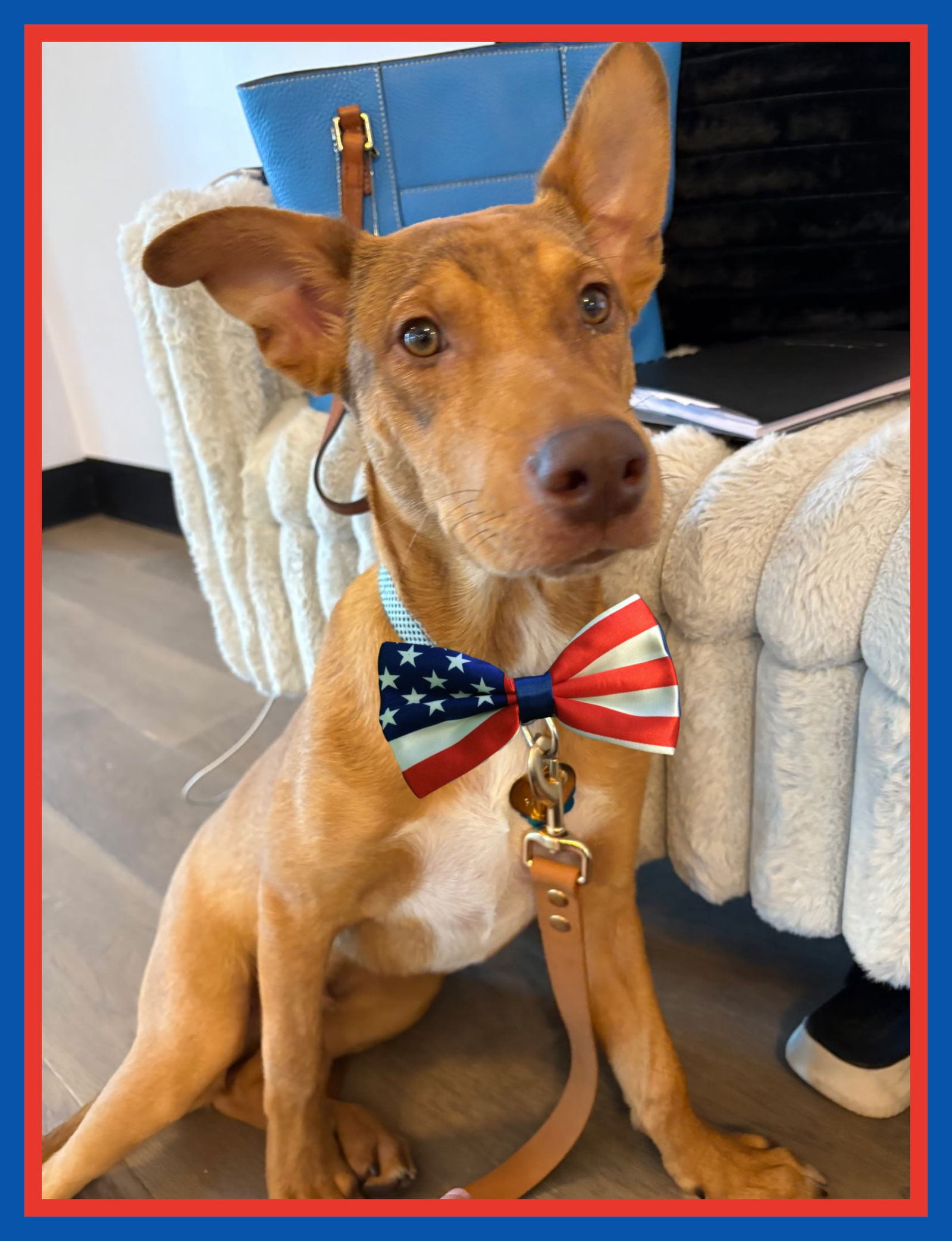 adoptable Dog in Mount Laurel, NJ named Phillip