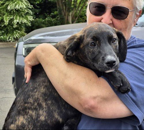 picture of the dog needing adoption