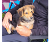 adoptable Dog in  named Skylar