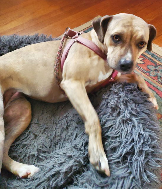 adoptable Dog in Mount Laurel, NJ named Arwen - Golden lab , petmom died