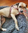 adoptable Dog in mount laurel, NJ named Arwen - Golden lab , petmom died