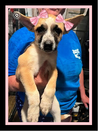 adoptable Dog in Mount Laurel, NJ named Small pups, small pups