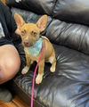 adoptable Dog in  named Small pups, small pups