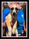 adoptable Dog in  named Xyla