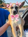 adoptable Dog in  named chieeenie