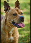 adoptable Dog in Mount Laurel, NJ named French Mastiff and Cane Corso Mastiff