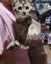 adoptable Cat in Mount Laurel, NJ named Rue