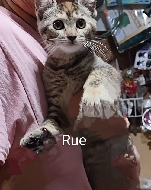 RUE - Torbie available for adoption