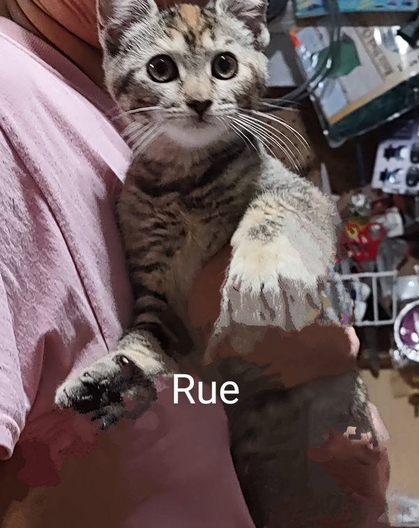 Rue