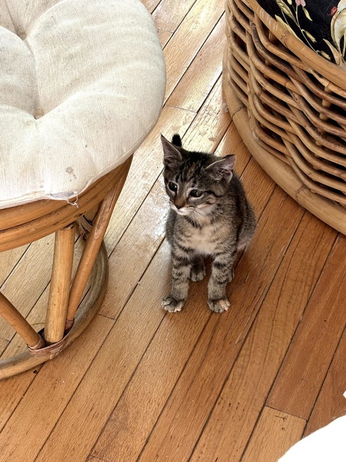 POTTER - Tabby available for adoption