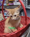 adoptable Cat in Mount Laurel, NJ named Trent