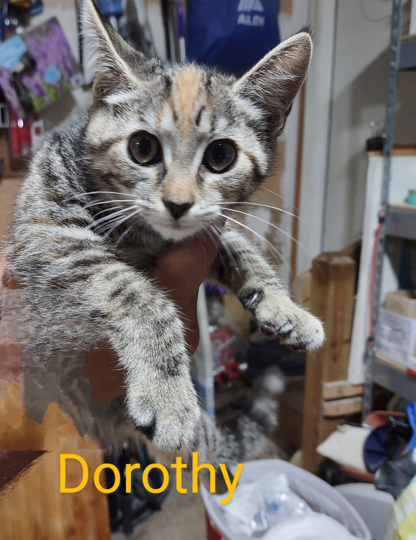 adoptable Cat in Mount Laurel, NJ named Dorothy