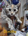 adoptable Cat in Mount Laurel, NJ named Dorothy