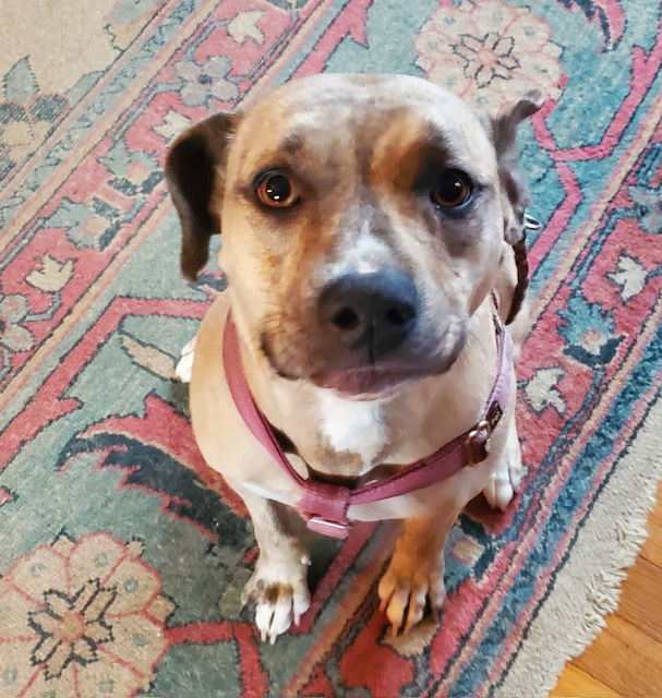 adoptable Dog in Mount Laurel, NJ named Arwen pet mom died at a younger age sad