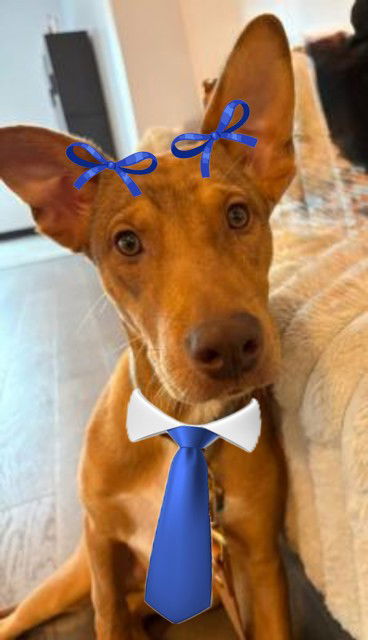 adoptable Dog in Mount Laurel, NJ named No name yet