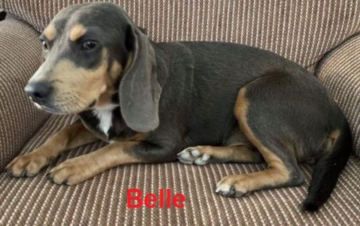 adoptable Dog in Mount Laurel, NJ named Belle