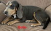 adoptable Dog in mount laurel, NJ named Belle