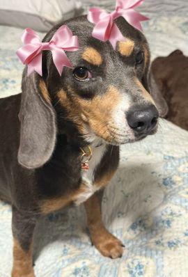 adoptable Dog in Mount Laurel, NJ named Belle