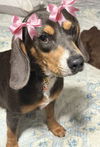 adoptable Dog in Mount Laurel, NJ named Belle