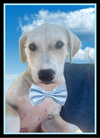 adoptable Dog in  named Evan