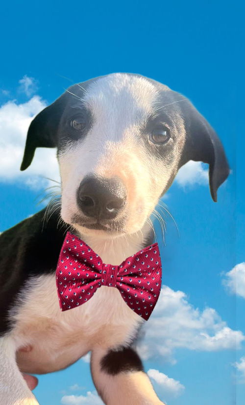 adoptable Dog in Mount Laurel, NJ named Everett