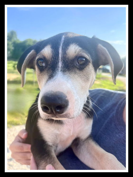 adoptable Dog in Mount Laurel, NJ named Eddie