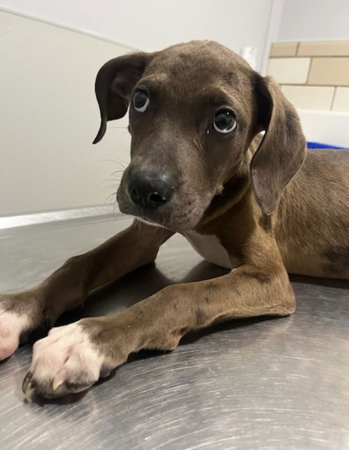 adoptable Dog in Mount Laurel, NJ named HARBIN