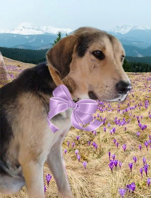 adoptable Dog in Mount Laurel, NJ named Raya