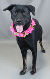 adoptable Dog in  named Hannah